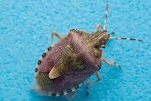 Bedbug Extermination