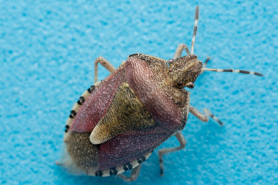 Bedbug Extermination