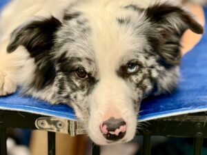犬のしつけ教室