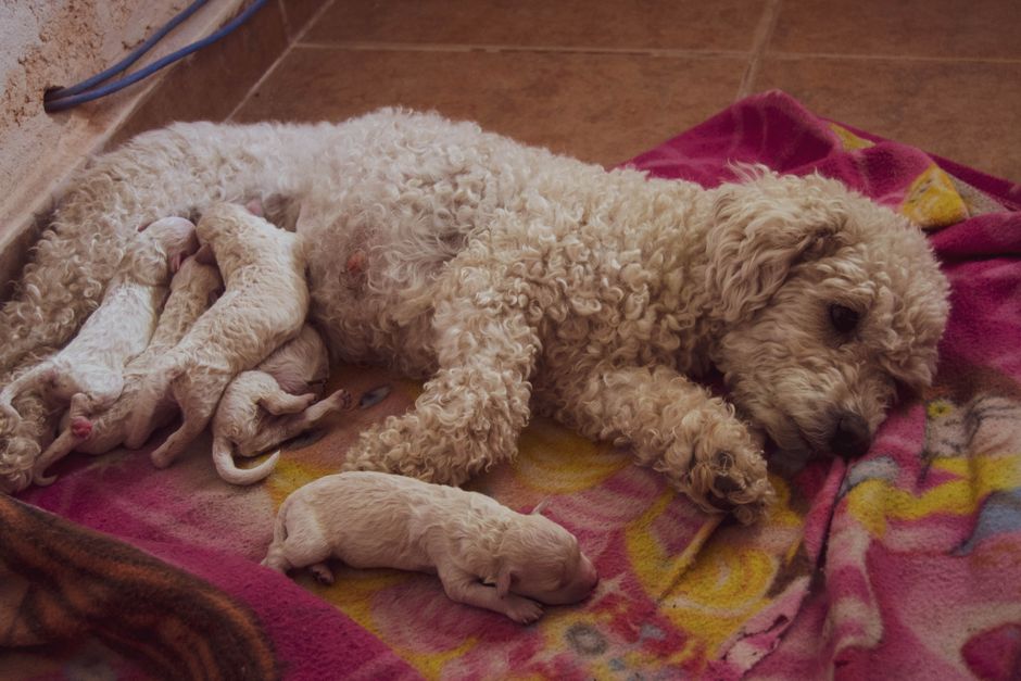 criador cachorros cerca