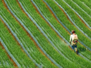 crop insurance