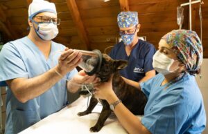 clínica veterinaria reserva