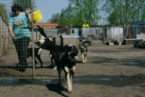 犬の保育園