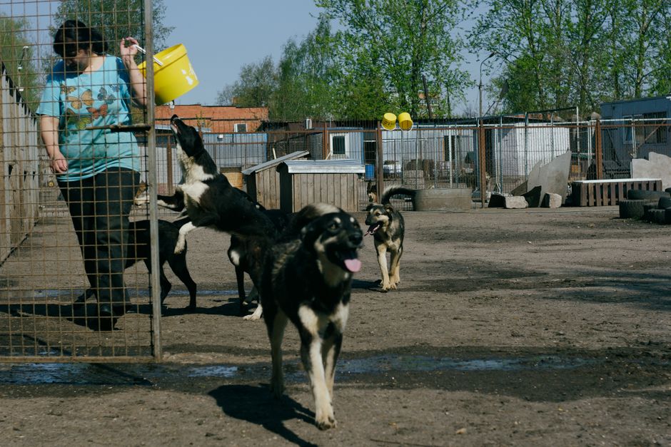 犬の保育園